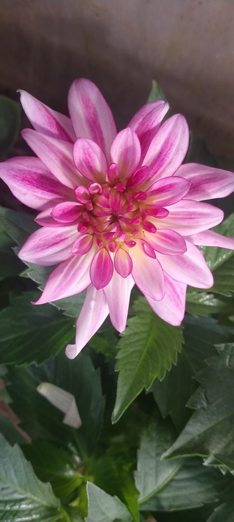 小丽花优质小丽花基地直发欢迎实地看货