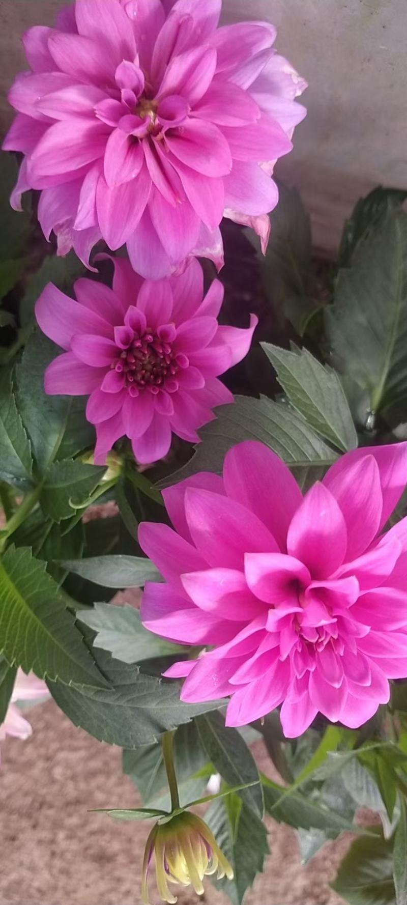 小丽花优质小丽花基地直发欢迎实地看货