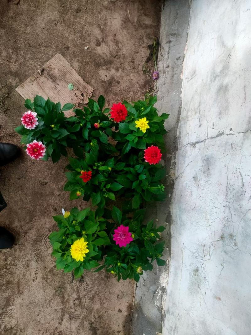 小丽花优质小丽花基地直发欢迎实地看货