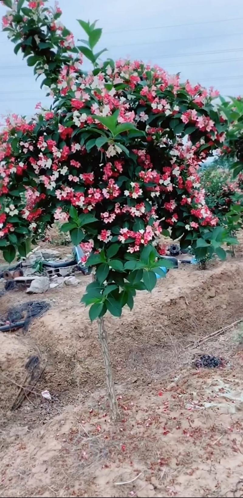 多姿多彩前程似锦的五彩锦带花树苗成活率高适应性强