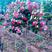多姿多彩前程似锦的五彩锦带花树苗成活率高适应性强