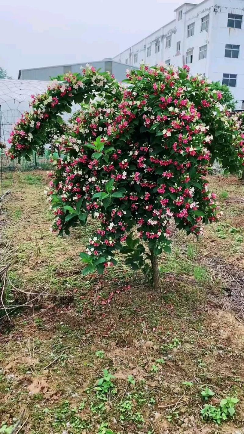 多姿多彩前程似锦的五彩锦带花树苗成活率高适应性强