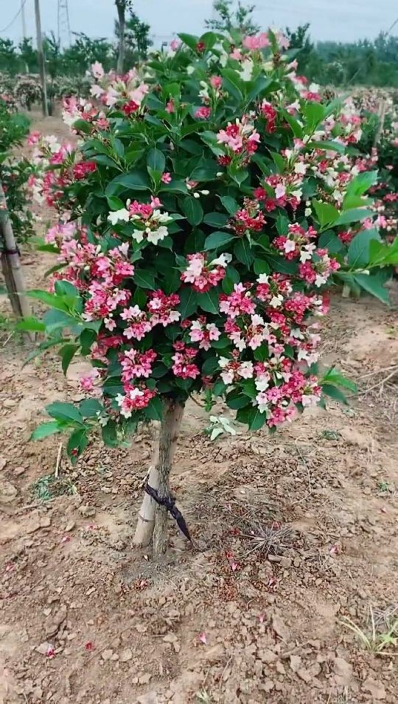 多姿多彩前程似锦的五彩锦带花树苗成活率高适应性强