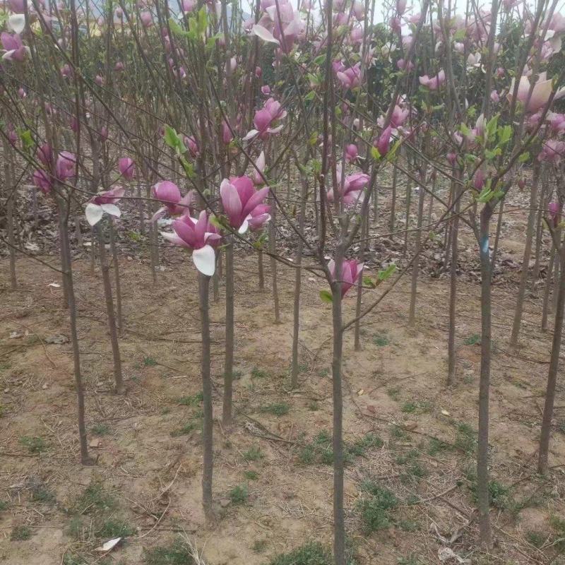 红玉兰地径3公分红玉兰，红黄白紫玉兰。