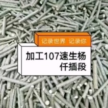 107速生杨