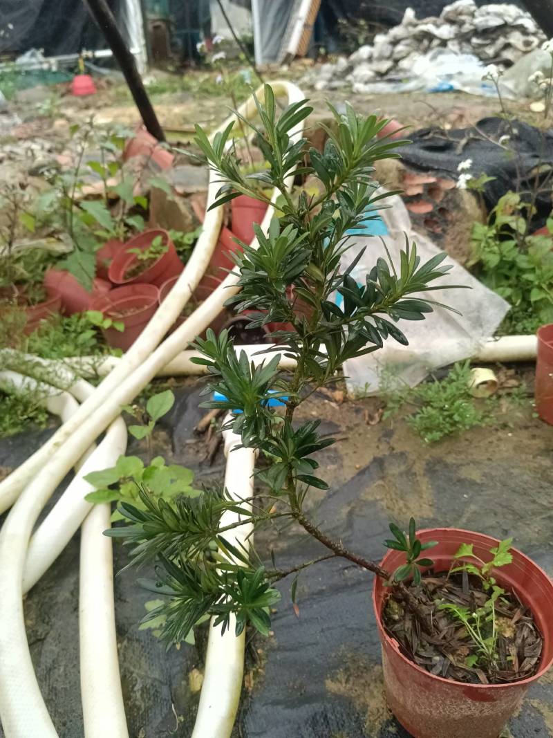 贵妃罗汉松，也叫小叶罗汉松。