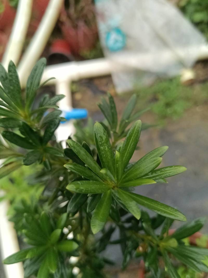 贵妃罗汉松，也叫小叶罗汉松。
