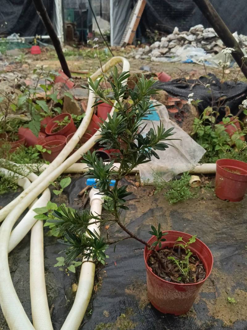 贵妃罗汉松，也叫小叶罗汉松。