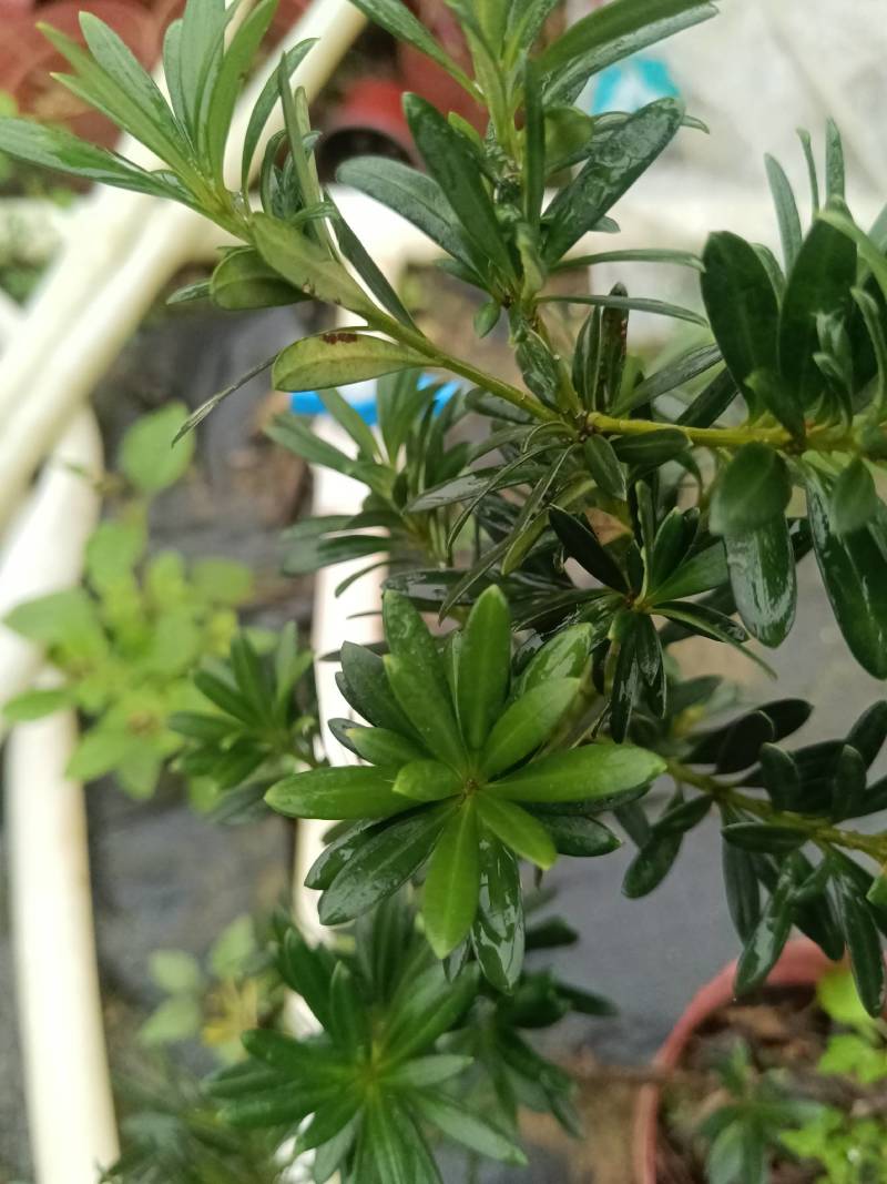 贵妃罗汉松，也叫小叶罗汉松。