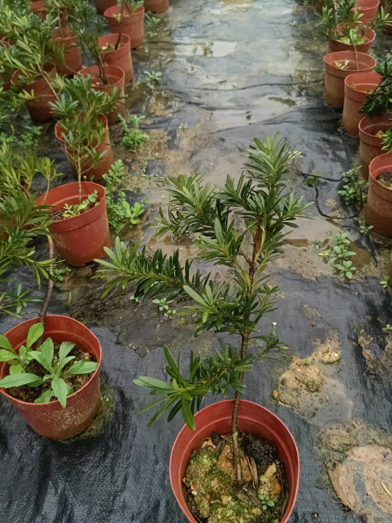 贵妃罗汉松，也叫小叶罗汉松。