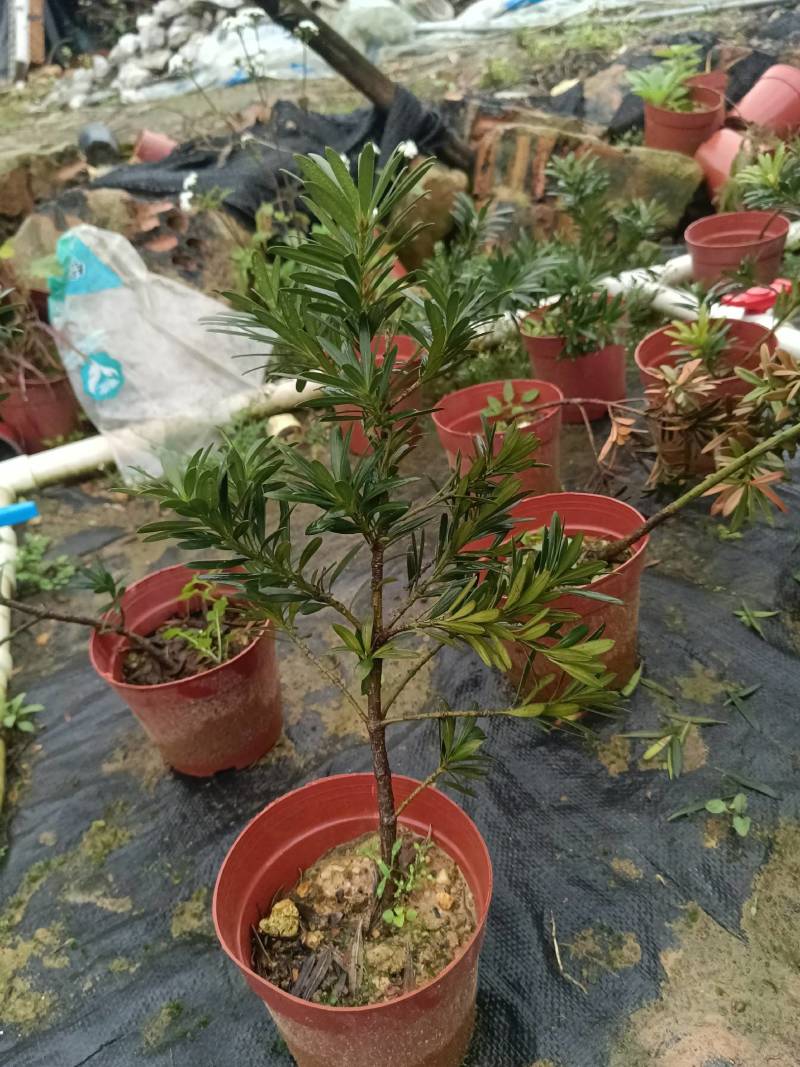 贵妃罗汉松，也叫小叶罗汉松。