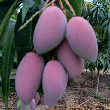芒果贵妃芒红金龙树上熟基地现採支持全网一件代发整车零担配车