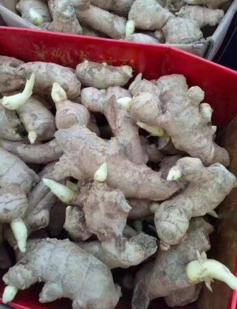 小黄姜3两以上带土。水洗。各种规格的生姜