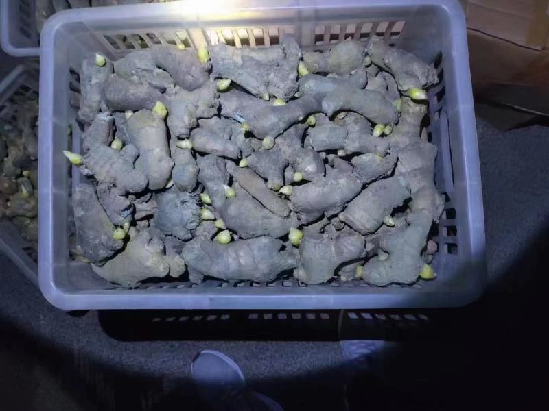 小黄姜3两以上带土。水洗。各种规格的生姜