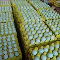 精品绿壳乌鳮蛋，大中小码齐全，欢迊选购每天5ooo件左右