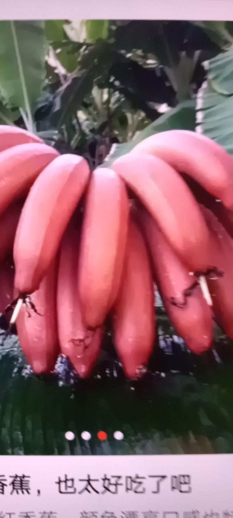 农家自种的红美人香蕉新鲜当季水果小香蕉红皮蕉整箱包邮。