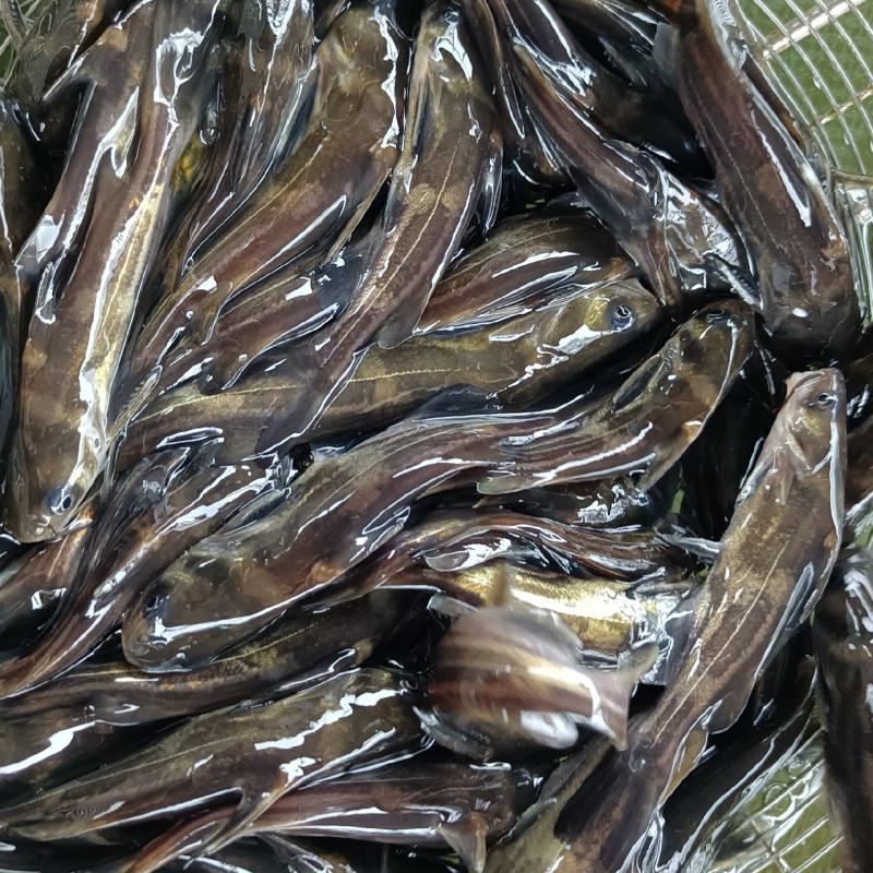 本养殖场大量提供出售黄颡鱼苗及成品黄颡鱼