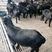 羊羔努比亚黑山羊，种羊，头胎怀孕羊，大小都有