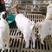 羊羔努比亚黑山羊，种羊，头胎怀孕羊，大小都有