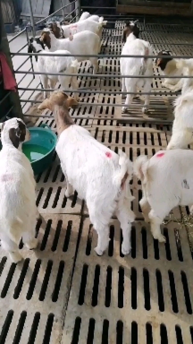 羊羔努比亚黑山羊，种羊，头胎怀孕羊，大小都有