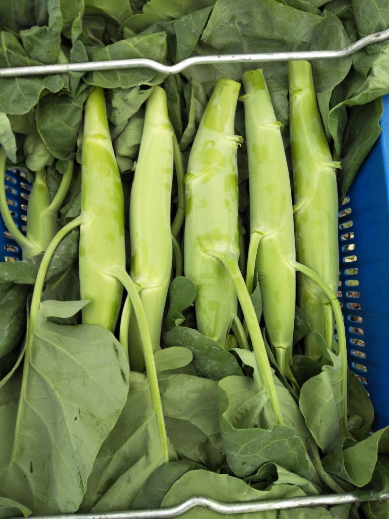 广东菜心，芥兰