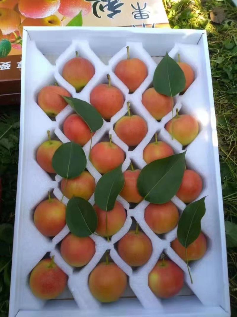 精品辽宁鞍山特产南果梨，香甜味浓礼盒装品质保证