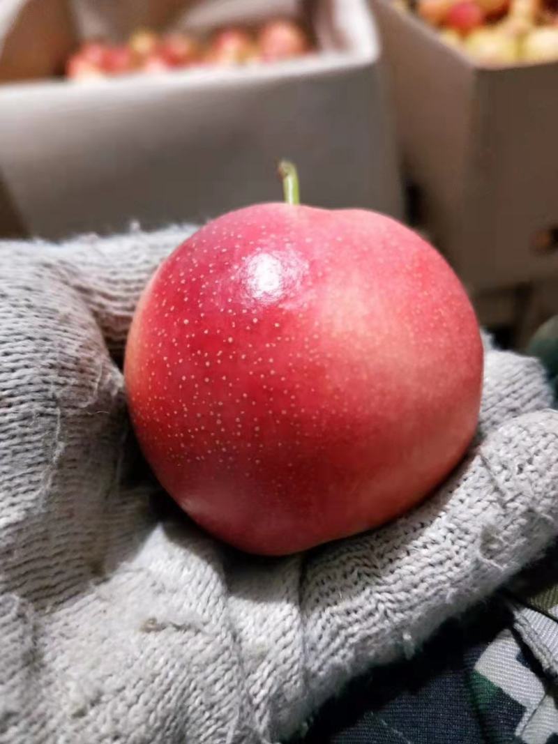 精品辽宁鞍山特产南果梨，香甜味浓礼盒装品质保证