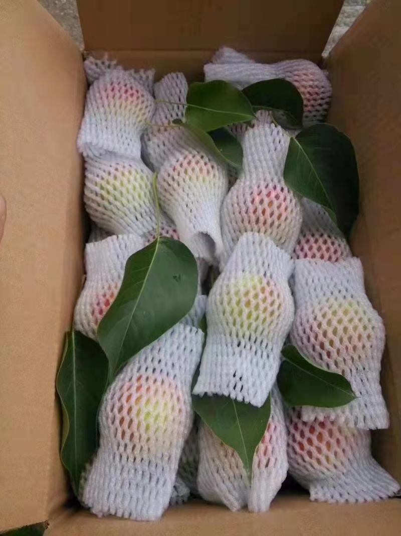 精品辽宁鞍山特产南果梨，香甜味浓礼盒装品质保证