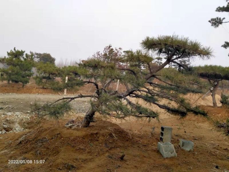 小型造型黑松，造型油松，造型盆景松，景观松，小迎客松