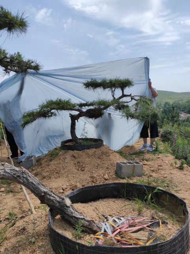 小型造型黑松，造型油松，造型盆景松，景观松，小迎客松