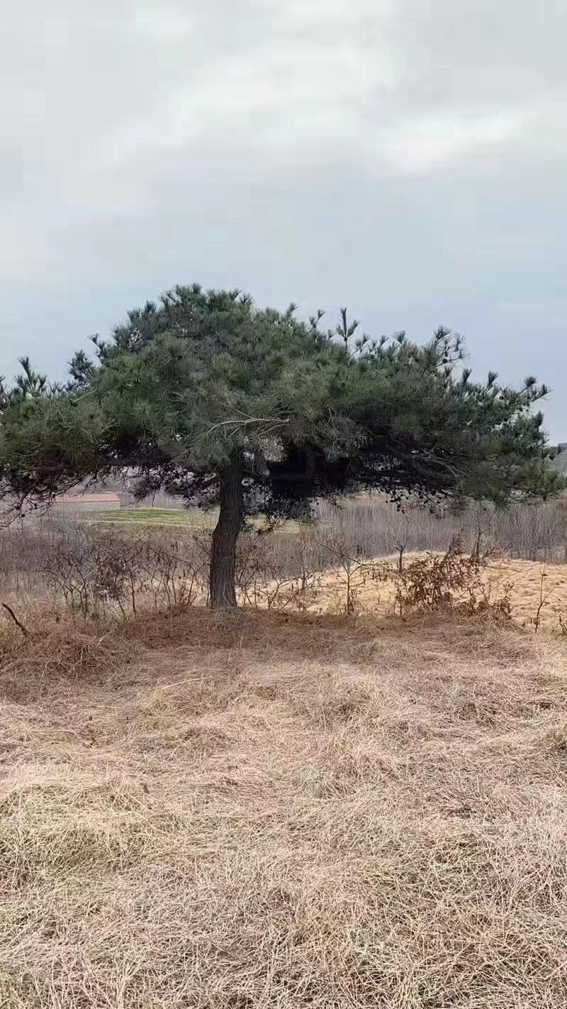 小型造型黑松，造型油松，造型盆景松，景观松，小迎客松