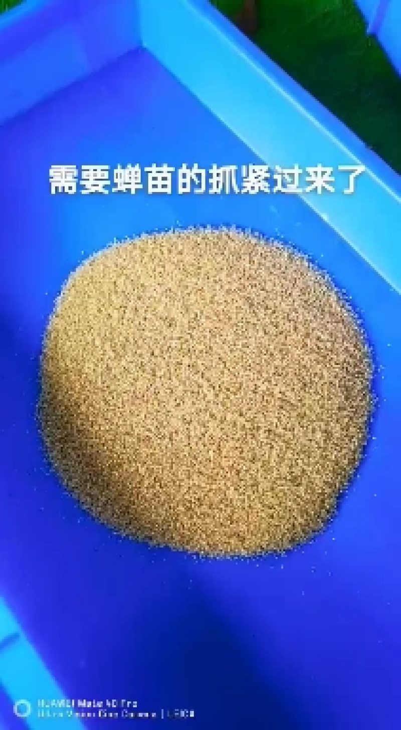 养殖金蝉活体知了猴幼苗爬叉蝉蚁金蝉种子种苗现货热销推荐