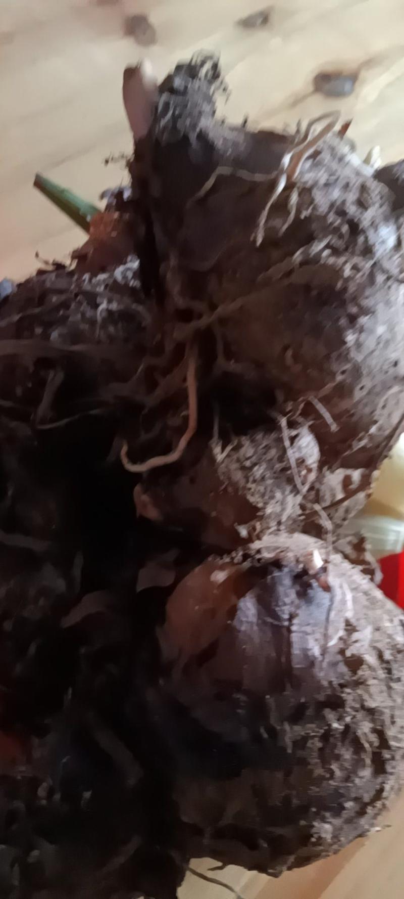 农家自种的毛芋现挖现发新鲜，质量好10斤包邮。