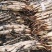 荷花苗