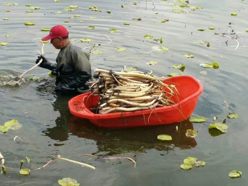 荷花苗