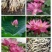 荷花苗