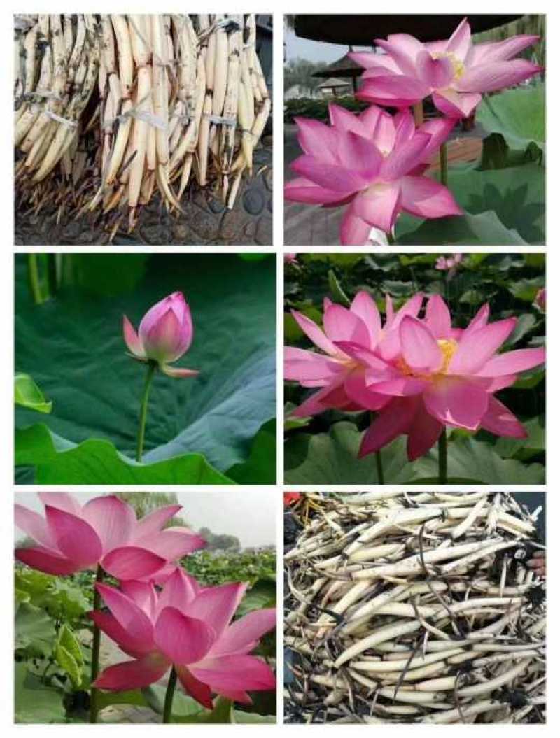 荷花苗