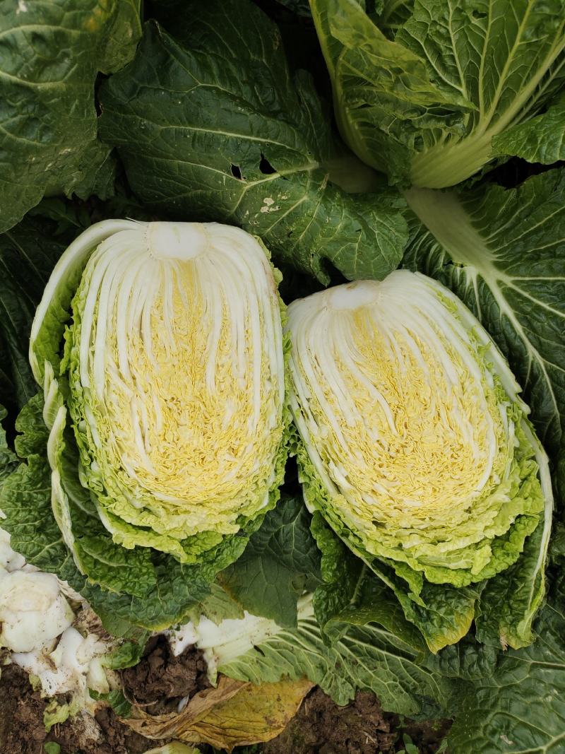 岳阳矮棵黄心大白菜