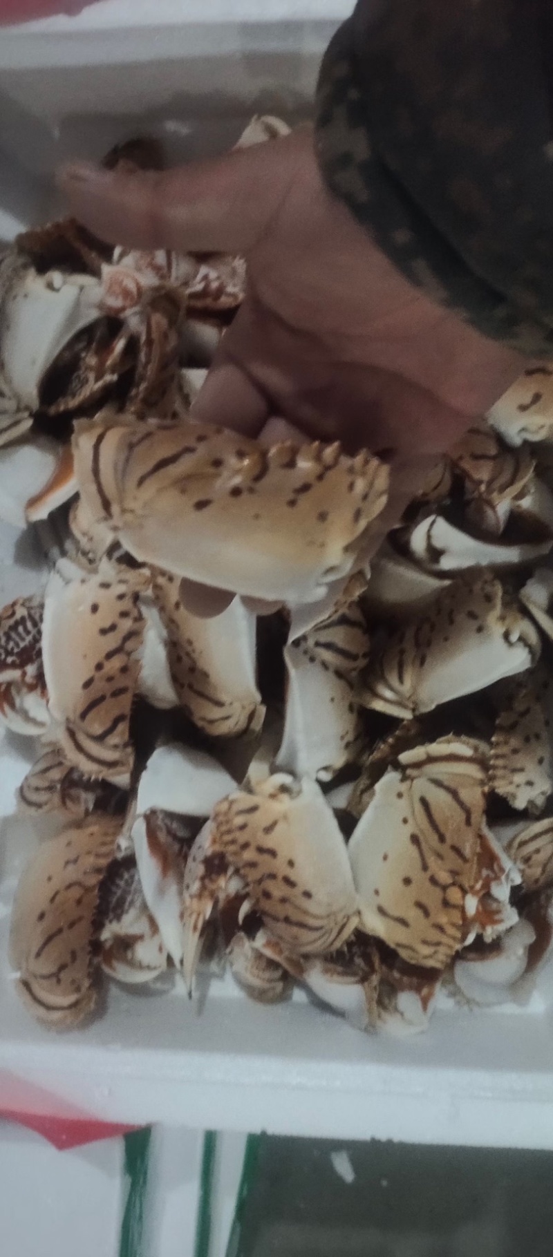 梭子蟹，切蟹。三点。红毛，全规格现货。现货。现货，现货