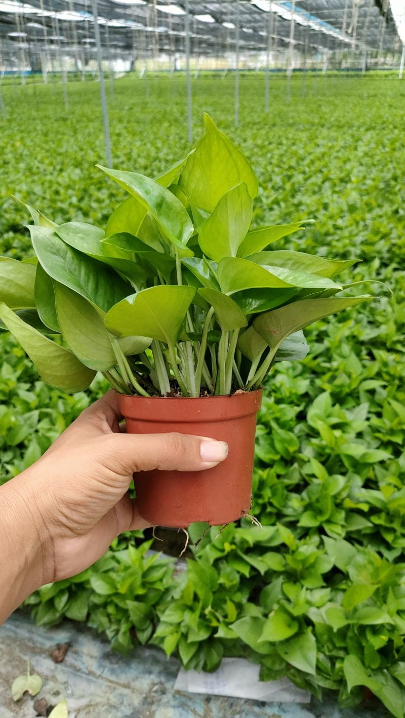 110#绿萝植物水培绿植自己家有货大量供应