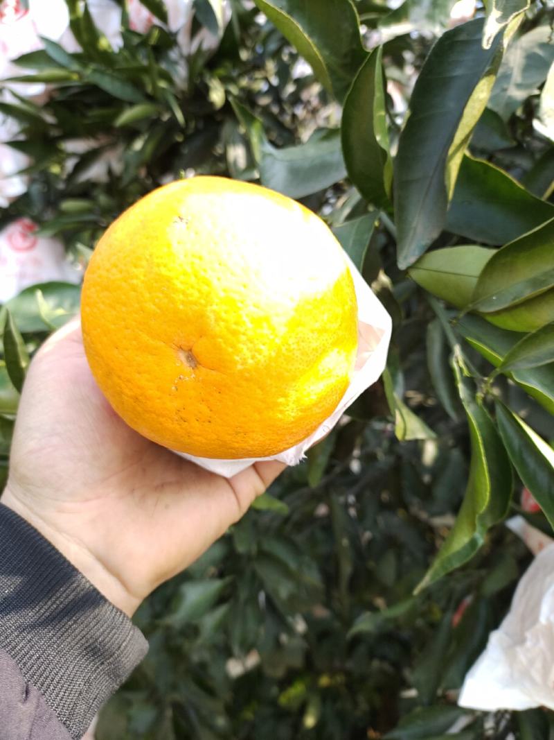 熟称柑橘皇后的果子青见也是彭山区的主产.有需要的可行动