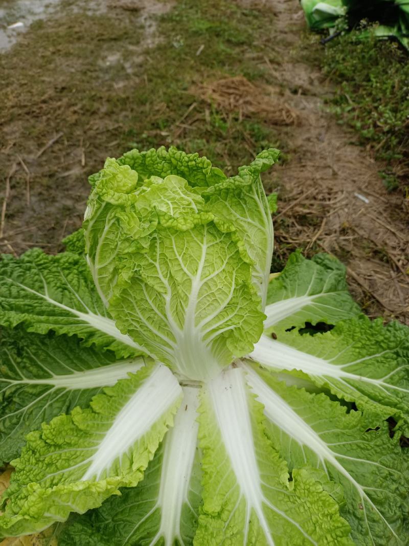 娃娃菜