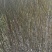 红梅小苗高1米2/1米5红梅小苗批发价格