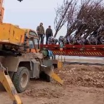 柿子树，阳丰甜柿子树！吊红柿子树！精品柿子树产地直供。