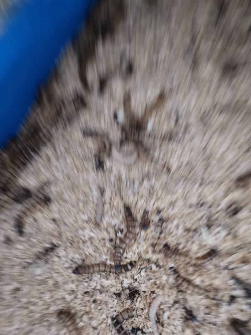 蛋白虫