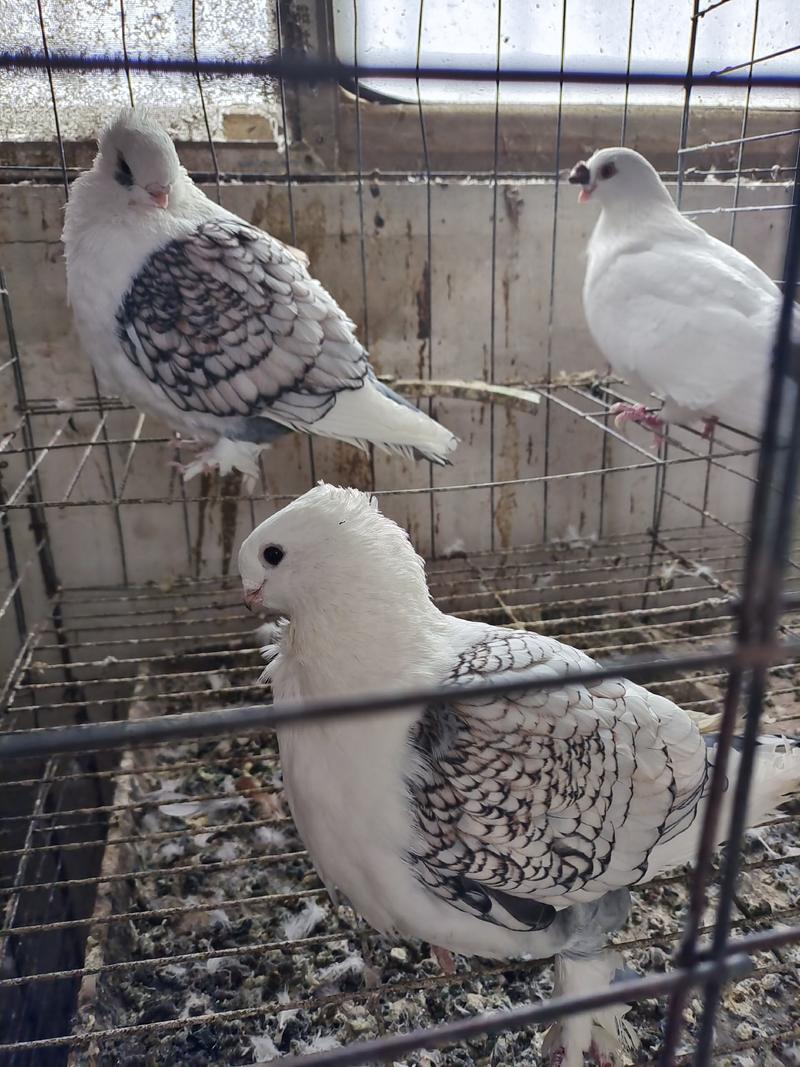 元宝鸽体型大观赏鸽养殖场供应元宝鸽
