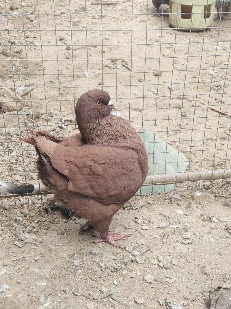 元宝鸽体型大观赏鸽养殖场供应元宝鸽