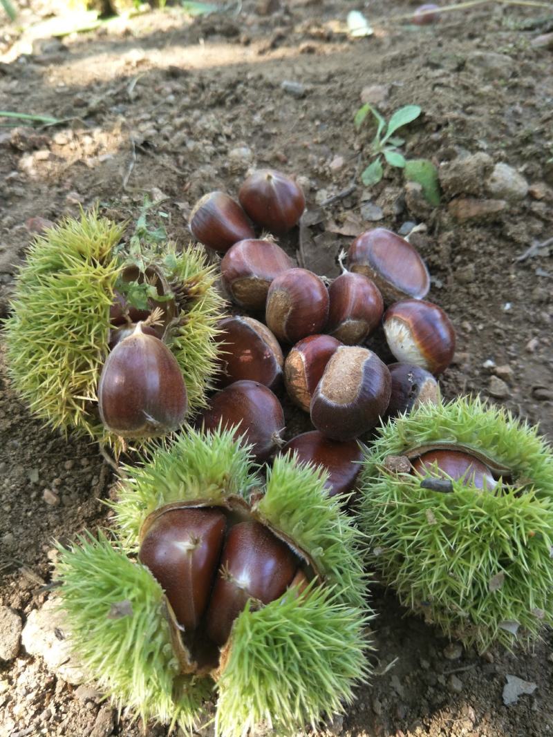 板栗苗批发适合南北方种植产地出售青龙板栗苗