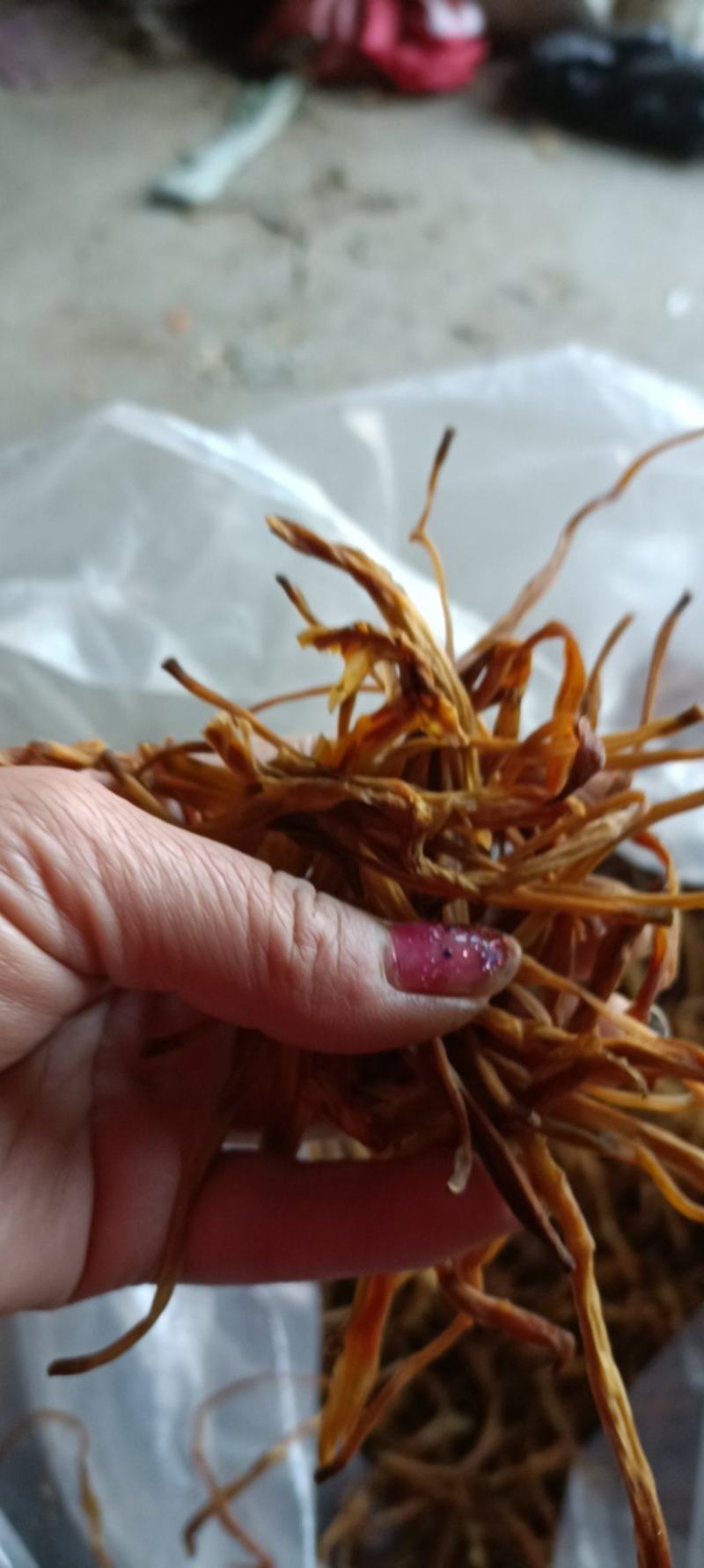 黄花莱野生批发零售菜口感好大山釆摘一手货源产地直发