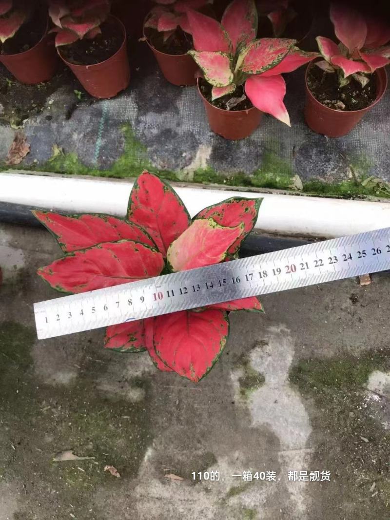 红颜110#，一箱40装，都是靓货，基地直发，实物实拍图